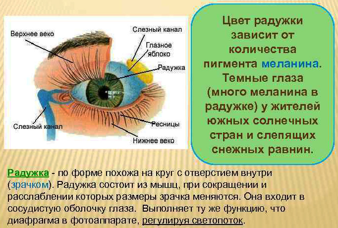 Oči boje lješnjaka kod ljudi. Fotografija
